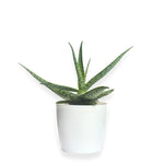 Aloe Vera | Potted Plant - Bodega Wellness