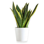 Snake Plant | Potted Plant - Bodega Wellness